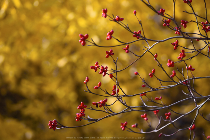 長谷寺,紅葉(DSC_1258,200mm,F5,D750)2014yaotomi.jpg