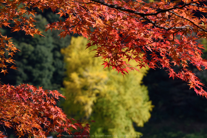 長谷寺,紅葉(DSC_1269,175mm,F14,D750)2014yaotomi.jpg