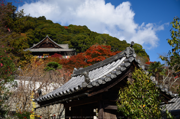 長谷寺,紅葉(DSC_1296,48mm,F4,D750)2014yaotomi.jpg