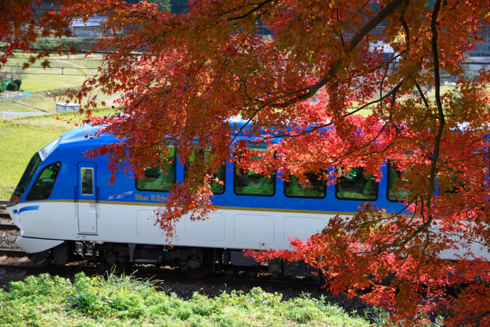 長谷寺,紅葉(DSC_1316,58mm,F5.6,D750)2014yaotomi.jpg