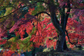 高取城跡,紅葉(DSC_0436,135mm,F7.1,FULL)2014yaotomi.jpg