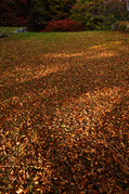 高取城跡,紅葉(DSC_0445,24mm,F5,FULL)2014yaotomi.jpg