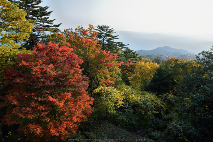 高取城跡,紅葉(DSC_0452,24mm,F9,D750)2014yaotomi.jpg