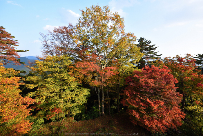 高取城跡,紅葉(DSC_0456,14mm,F9,D750)2014yaotomi.jpg