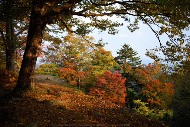 高取城跡,紅葉(DSC_0471,32mm,F2.8,D750)2014yaotomi.jpg