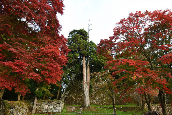 高取城跡,紅葉(DSC_0496,24mm,F8,D750)2014yaotomi_a.jpg