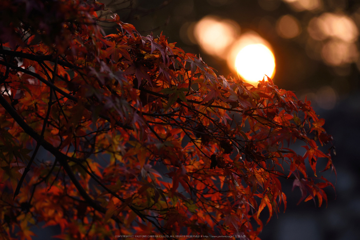 高取城跡,紅葉(DSC_0516,185mm,F5,D750)2014yaotomi.jpg