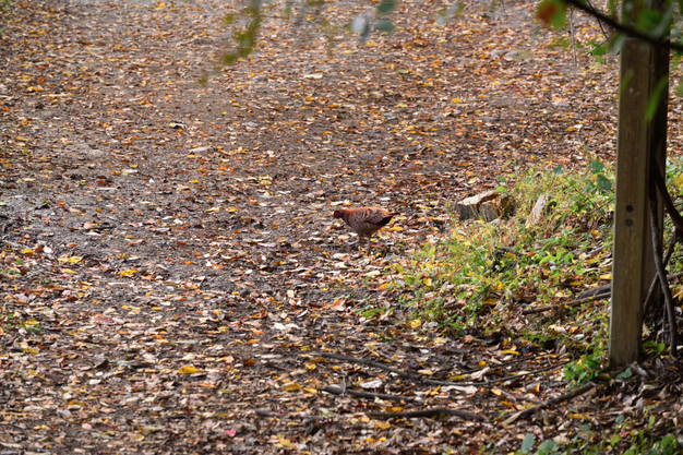 高取城跡,紅葉(DSC_0523,200mm,F6.3,D750)2014yaotomi.jpg