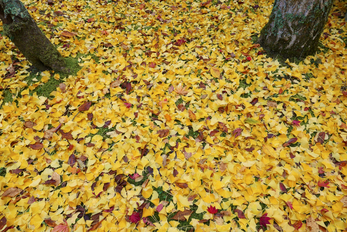 高野山,紅葉(P1000302,10.9mm,F6.3,LX100)2014yaotomi.jpg