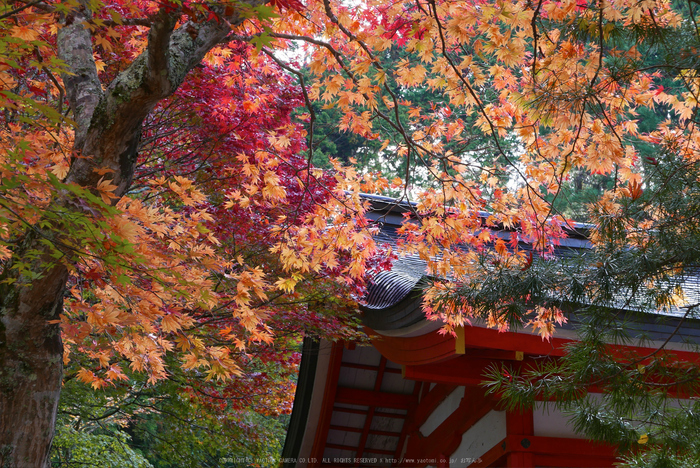 高野山,紅葉(P1000311,34mm,F6.3,LX100)2014yaotomi.jpg