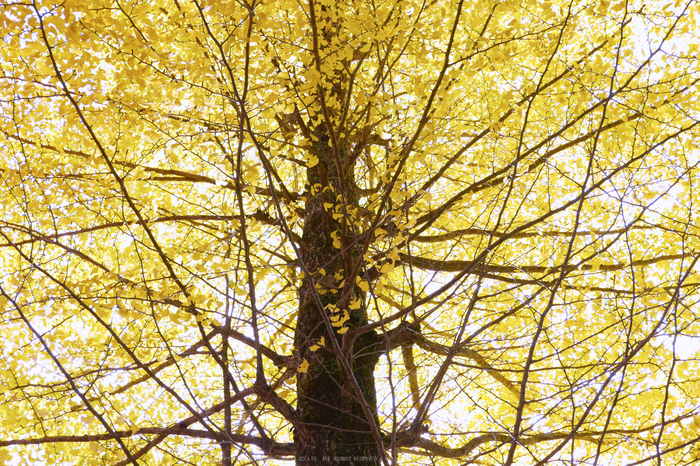 高野山,紅葉(P1000323,17.2mm,F7.1,LX100)2014yaotomi.jpg