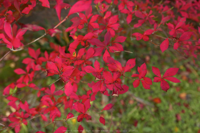 高野山,紅葉(P1000348,13.4mm,F2.2,LX100)2014yaotomi.jpg