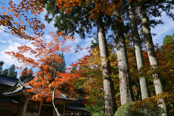 高野山,紅葉(P1000378,10.9mm,F5.6,LX100)2014yaotomi.jpg