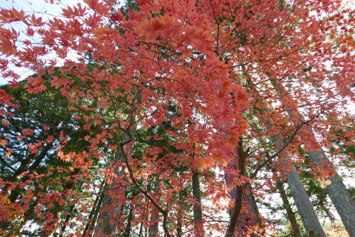 高野山,紅葉(P1000383,10.9mm,F5.6,LX100)2014yaotomi.jpg