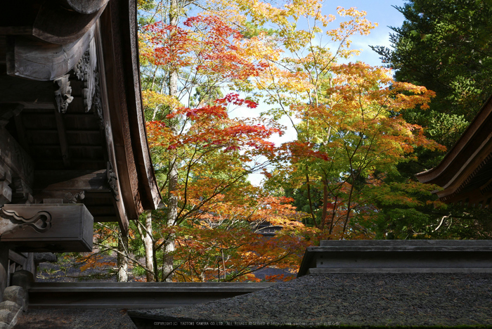 高野山,紅葉(P1000385,31.5mm,F5.6,LX100)2014yaotomi.jpg