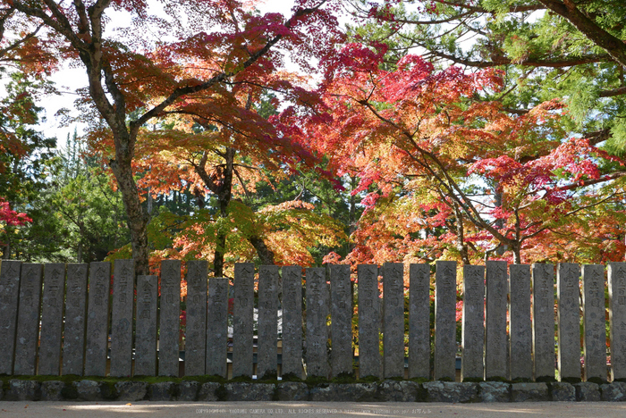 高野山,紅葉(P1000395,19.3mm,F5.6,LX100)2014yaotomi.jpg