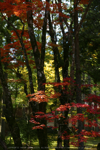 高野山,紅葉(P1000400,27.2mm,F2.8,LX100)2014yaotomi.jpg