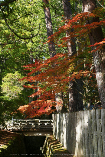 高野山,紅葉(P1000411,34mm,F5,LX100)2014yaotomi.jpg