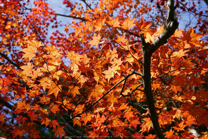 高野山,紅葉(P1000414,23.6mm,F5,LX100)2014yaotomi.jpg