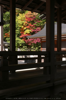 高野山,紅葉(P1000483,22mm,F7.1,LX100)2014yaotomi.jpg