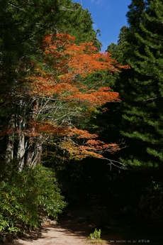 高野山,紅葉(P1000494,18.6mm,F7.1,LX100)2014yaotomi.jpg