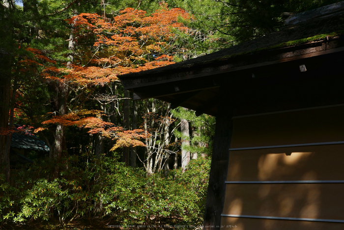 高野山,紅葉(P1000498,21.3mm,F7.1,LX100)2014yaotomi.jpg