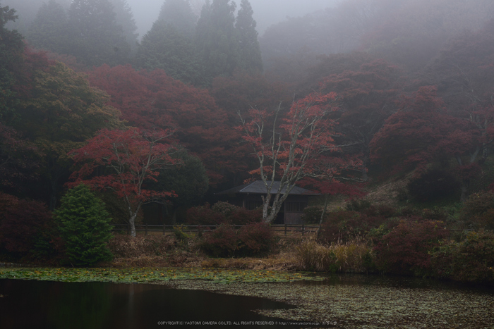 鳥見山,紅葉(DSC_0059,56mm,F8,D750)2014yaotomi.jpg