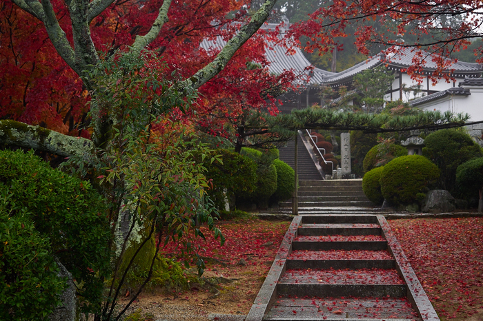 九品寺・紅葉(PB290011,29mm,F2.8,EM1)2014yaotomi_.jpg