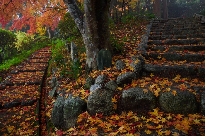 九品寺・紅葉(PB290023,12mm,F3.5,EM1)2014yaotomi_.jpg