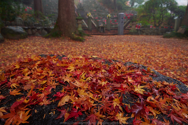 九品寺・紅葉(PB290029,12mm,F3.5,EM1)2014yaotomi_.jpg