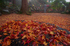 九品寺・紅葉(PB290029,12mm,F3.5,FULL)2014yaotomi_.jpg