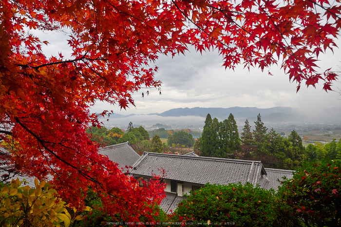 九品寺・紅葉(PB290060,12mm,F7.1,EM1)2014yaotomi_.jpg