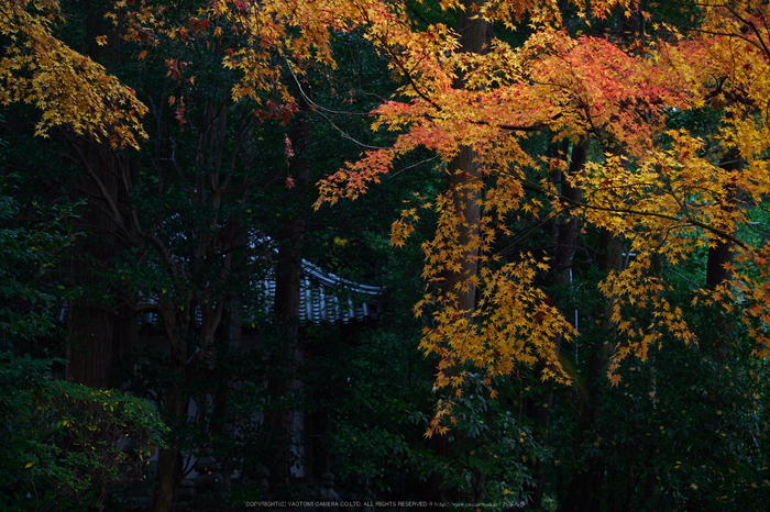 九品寺・紅葉(PB290063,40mm,F3.5,EM1)2014yaotomi_.jpg