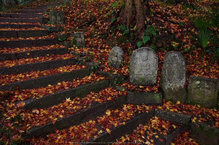 九品寺・紅葉(PB290065,12mm,F3.5,EM1)2014yaotomi_.jpg