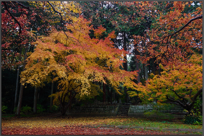 九品寺・紅葉(PB290073,Top)2014yaotomi_.jpg