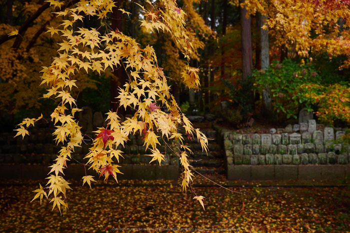 九品寺・紅葉(PB290075,17mm,F3.2,EM1)2014yaotomi_.jpg