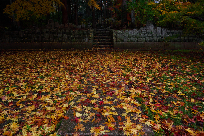 九品寺・紅葉(PB290079,12mm,F4.5,EM1)2014yaotomi_.jpg