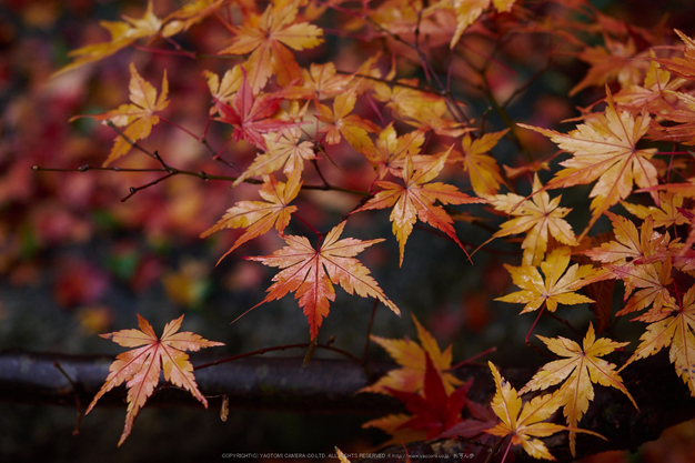 九品寺・紅葉(PB290082,36mm,F3.5,EM1)2014yaotomi_.jpg