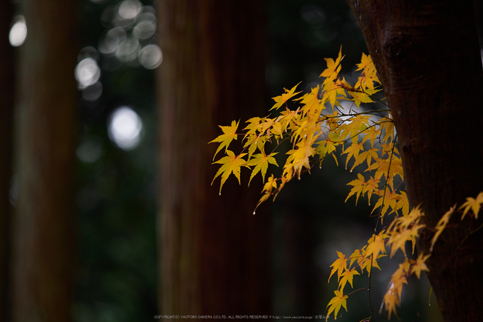 九品寺・紅葉(PB290106,150mm,F2.8,EM1)2014yaotomi_.jpg