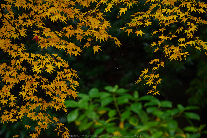 九品寺・紅葉(PB290108,115mm,F3.2,EM1)2014yaotomi_.jpg