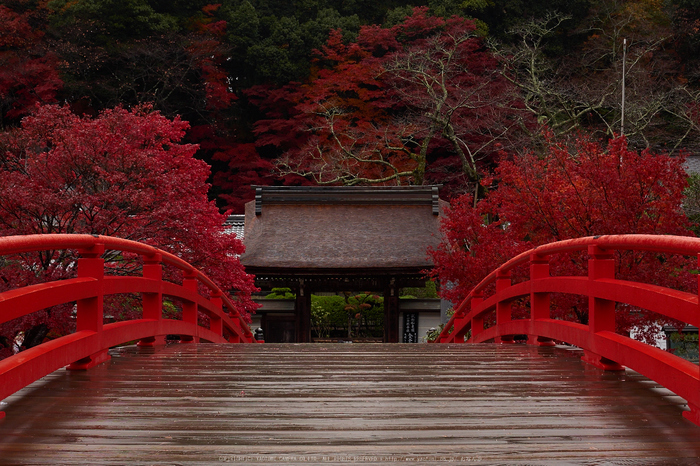 室生寺・紅葉(PB260029,24mm,F6.3,EM1)2014yaotomi_.jpg