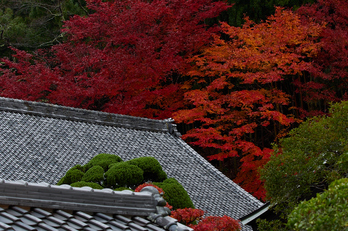 室生寺・紅葉(PB260039,62mm,F4.5,EM1)2014yaotomi_.jpg