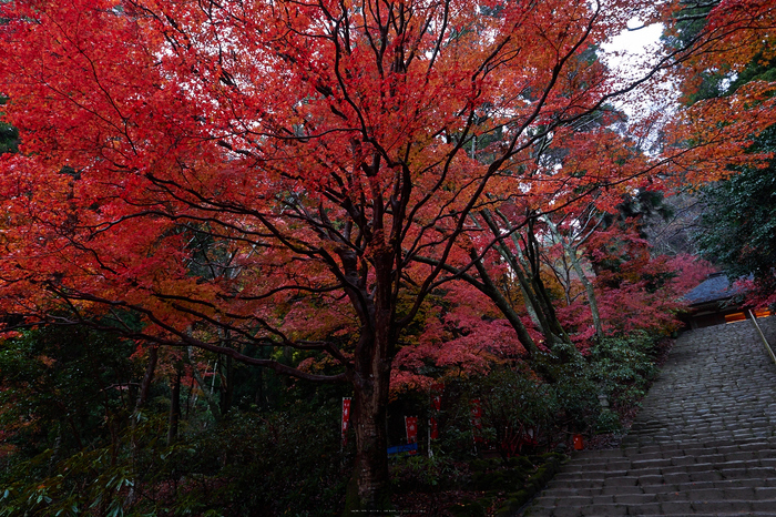 室生寺・紅葉(PB260062,12mm,F8,EM1)2014yaotomi_.jpg