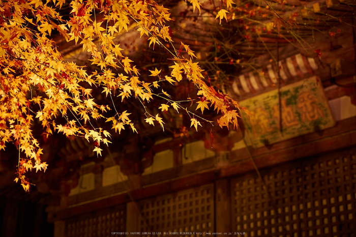 室生寺・紅葉(PB260093,36mm,F3.5,EM1)2014yaotomi_.jpg