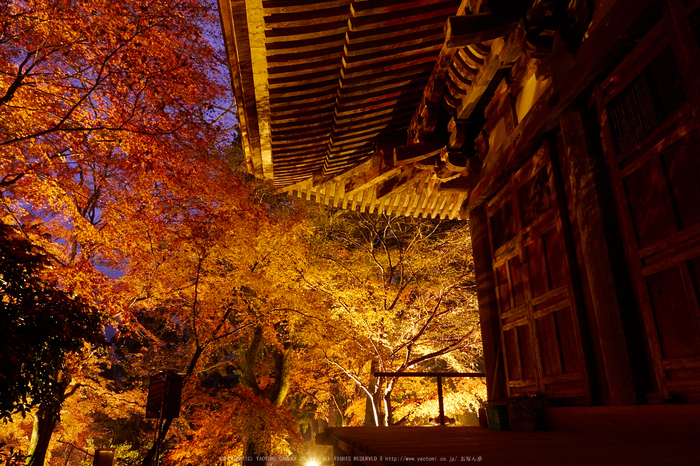 室生寺・紅葉(PB260099,12mm,F8,EM1)2014yaotomi_ (1) .jpg