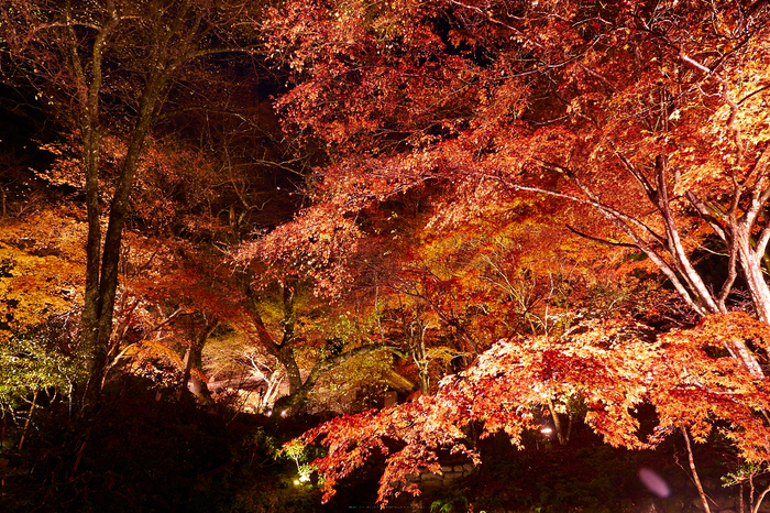 室生寺・紅葉(PB260116,12mm,F7.1,EM1)2014yaotomi_.jpg