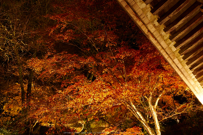 室生寺・紅葉(PB260118,15mm,F8,EM1)2014yaotomi_.jpg