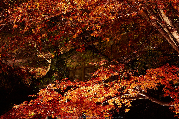 室生寺・紅葉(PB260119,40mm,F8,EM1)2014yaotomi_ (1) .jpg