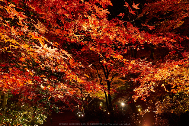 室生寺・紅葉(PB260134,12mm,F8,EM1)2014yaotomi_ (2) .jpg