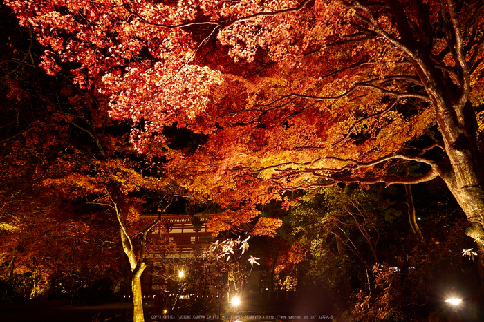 室生寺・紅葉(PB260141,12mm,F8,EM1)2014yaotomi_ (1) .jpg